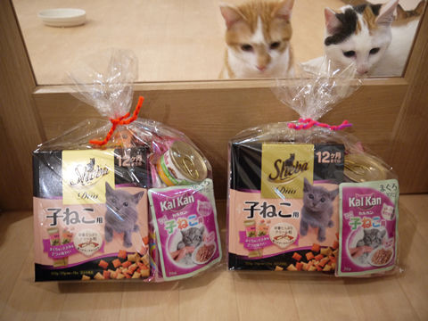 猫式ブログ~里親募集型猫カフェ