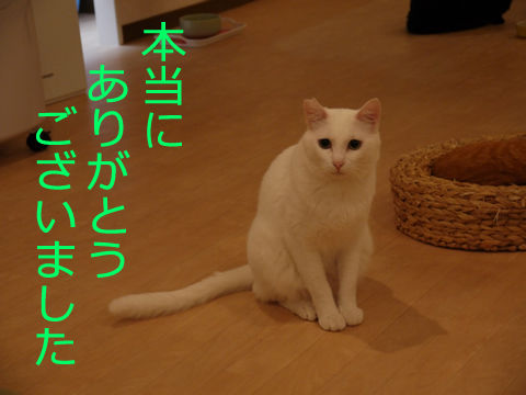 猫式ブログ~里親募集型猫カフェ