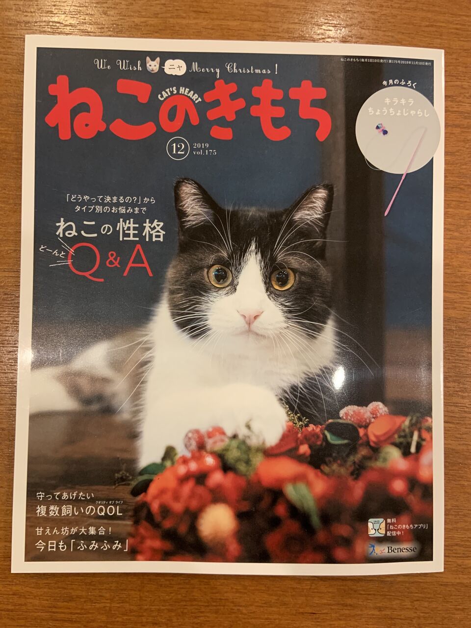 雑誌掲載 ねこのきもち12月号 猫式ブログ 里親募集型猫カフェ 雑誌掲載 ねこのきもち12月号 猫式ブログ 里親募集型猫カフェ