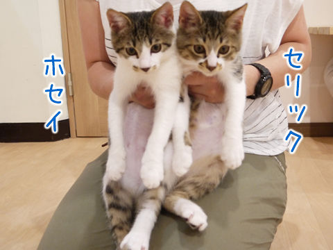 猫式ブログ~里親募集型猫カフェ