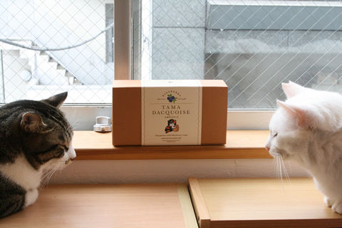 猫式ブログ～里親募集型猫カフェ