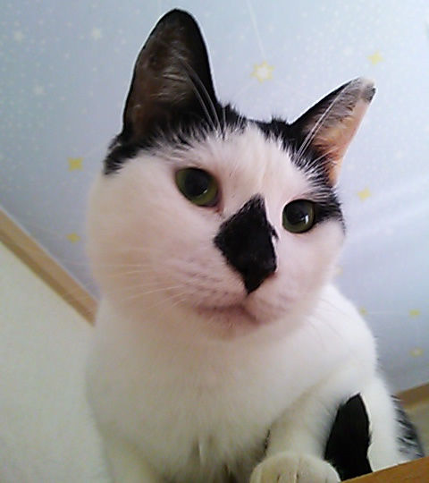 猫式ブログ～里親募集型猫カフェ