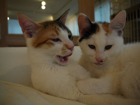猫式ブログ~里親募集型猫カフェ
