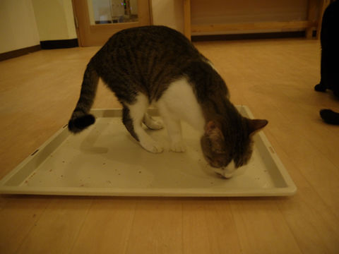 猫式ブログ～里親募集型猫カフェ