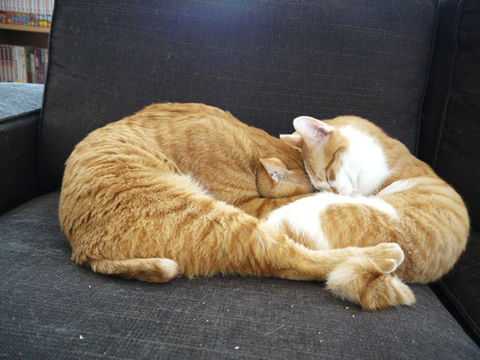 猫式ブログ~里親募集型猫カフェ