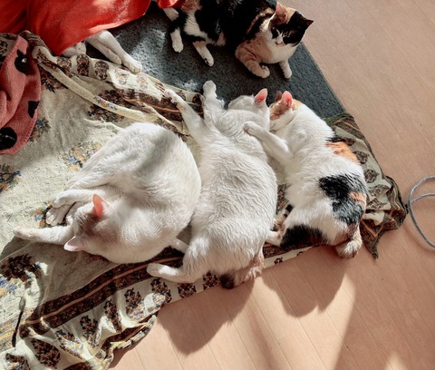 C671A61A-796B-4BF6-BBC7-C342832E9BE5