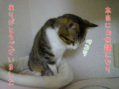 猫式ブログ~里親募集型猫カフェ
