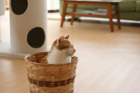 猫式ブログ~里親募集型猫カフェ