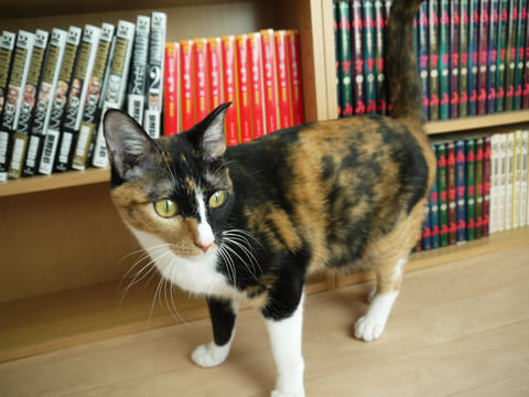 猫式ブログ~里親募集型猫カフェ