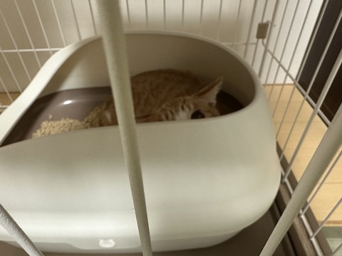 39E34201-1B70-4FED-A6F5-C4037AA541DD