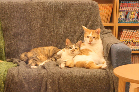 猫式ブログ~里親募集型猫カフェ
