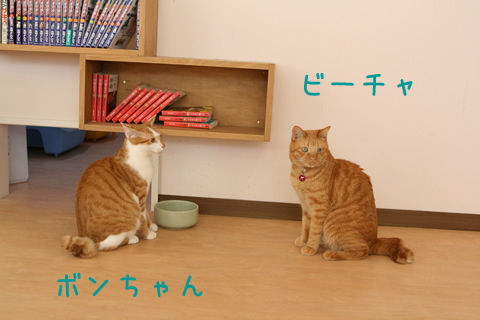 猫式ブログ~里親募集型猫カフェ