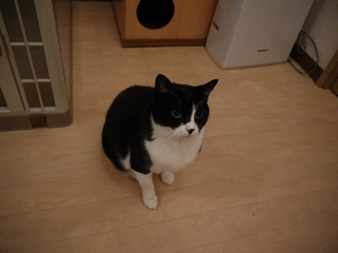 猫式ブログ~里親募集型猫カフェ