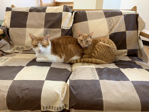 A3657485-8879-4FF7-827A-CA8E6C38D6E6