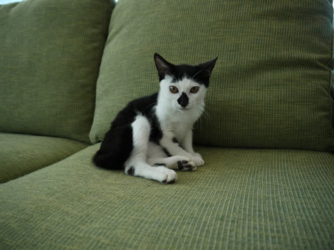 猫式ブログ~里親募集型猫カフェ