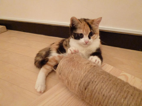 猫式ブログ～里親募集型猫カフェ