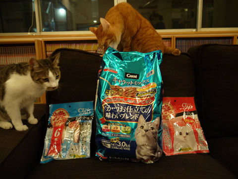 猫式ブログ~里親募集型猫カフェ