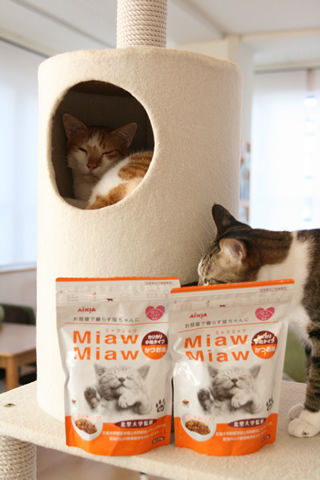 猫式ブログ～里親募集型猫カフェ