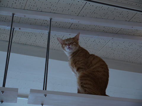 猫式ブログ~里親募集型猫カフェ