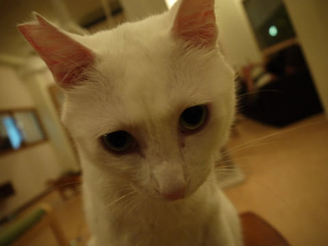 猫式ブログ~里親募集型猫カフェ