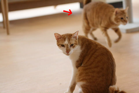 猫式ブログ~里親募集型猫カフェ