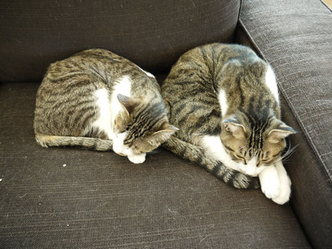 猫式ブログ~里親募集型猫カフェ
