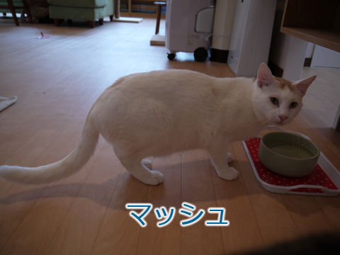 猫式ブログ