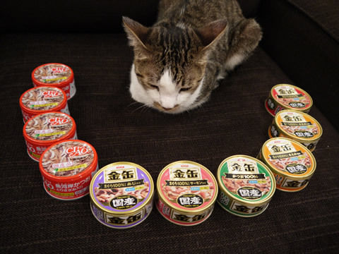 猫式ブログ～里親募集型猫カフェ