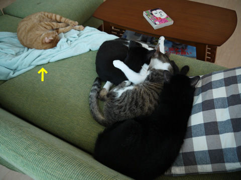 猫式ブログ～里親募集型猫カフェ