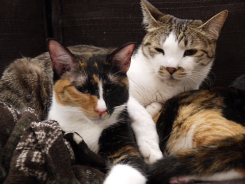 猫式ブログ~里親募集型猫カフェ