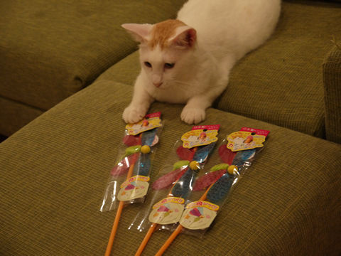 猫式ブログ~里親募集型猫カフェ