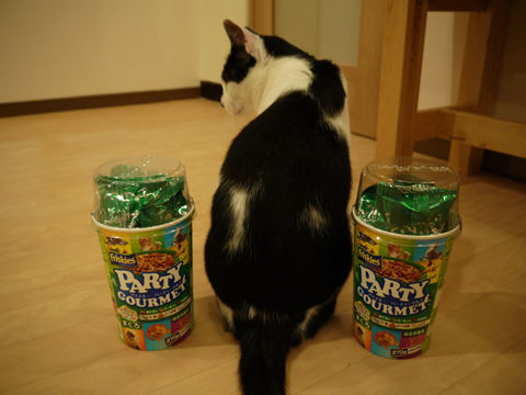 猫式ブログ～里親募集型猫カフェ