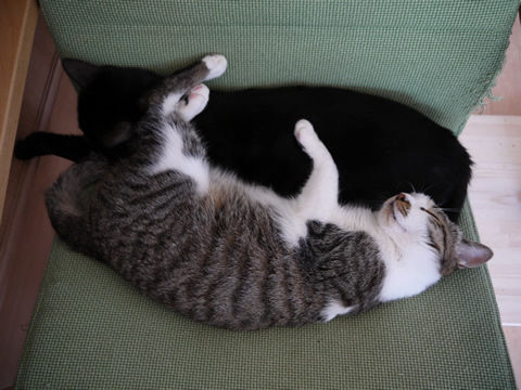 猫式ブログ~里親募集型猫カフェ