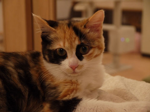 猫式ブログ～里親募集型猫カフェ
