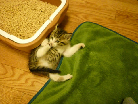 猫式ブログ~里親募集型猫カフェ