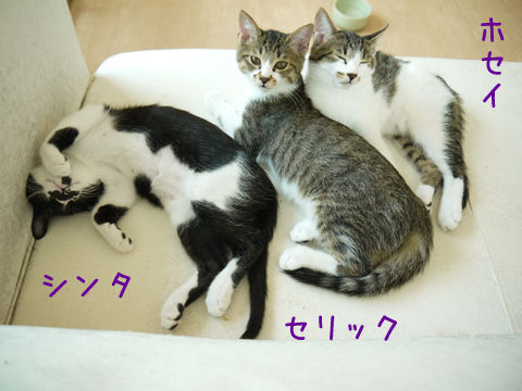 猫式ブログ~里親募集型猫カフェ