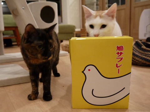 猫式ブログ~里親募集型猫カフェ