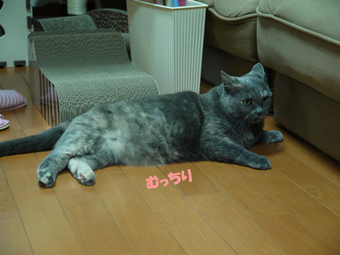 猫式ブログ~里親募集型猫カフェ