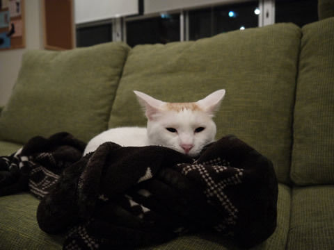 猫式ブログ~里親募集型猫カフェ