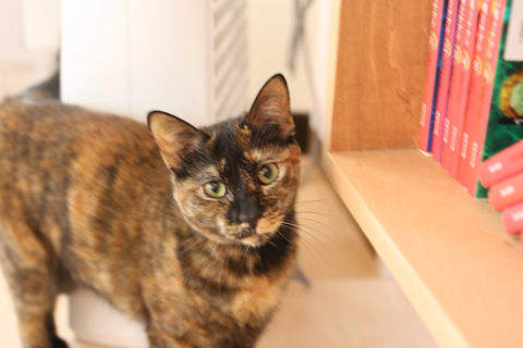 猫式ブログ～里親募集型猫カフェ