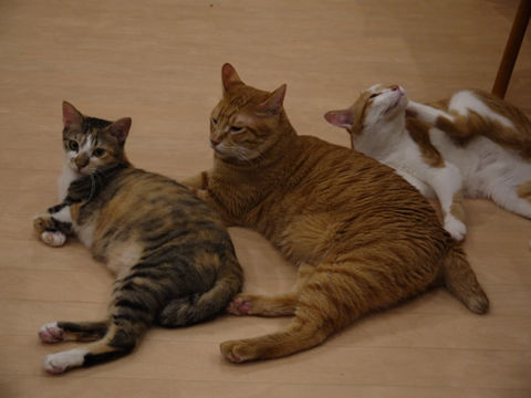 猫式ブログ~里親募集型猫カフェ