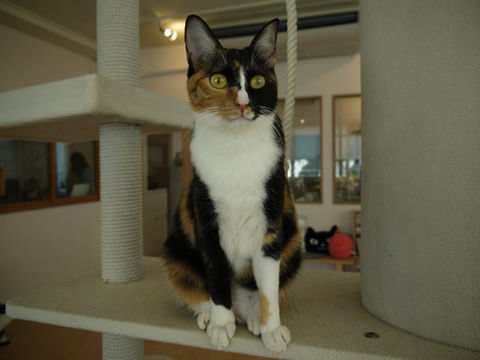 猫式ブログ~里親募集型猫カフェ