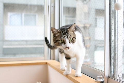 猫式ブログ～里親募集型猫カフェ