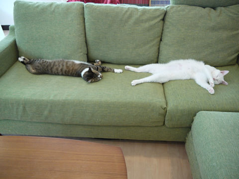 猫式ブログ～里親募集型猫カフェ