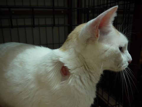 猫式ブログ～里親募集型猫カフェ