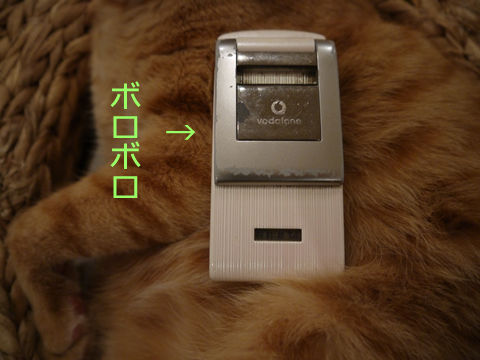 猫式ブログ~里親募集型猫カフェ