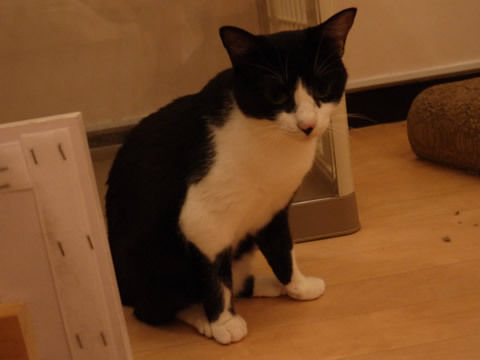 猫式ブログ～里親募集型猫カフェ