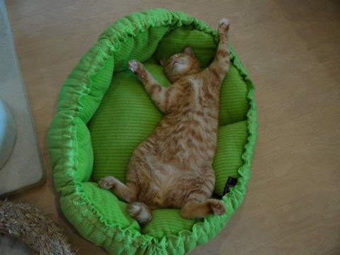 猫式ブログ~里親募集型猫カフェ