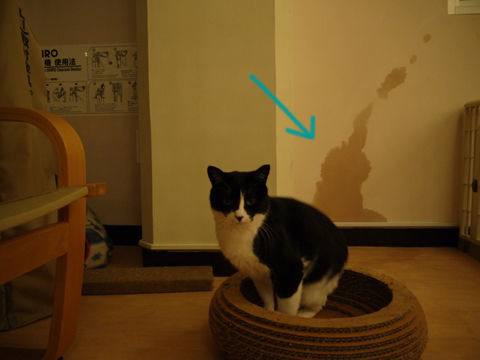 猫式ブログ～里親募集型猫カフェ
