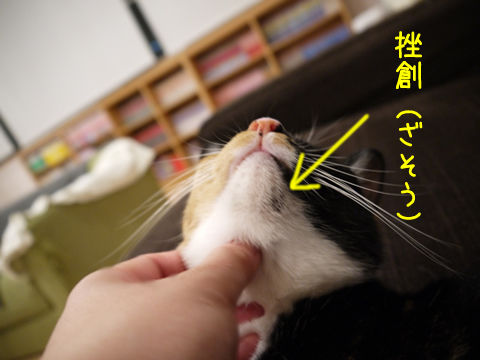 猫式ブログ~里親募集型猫カフェ